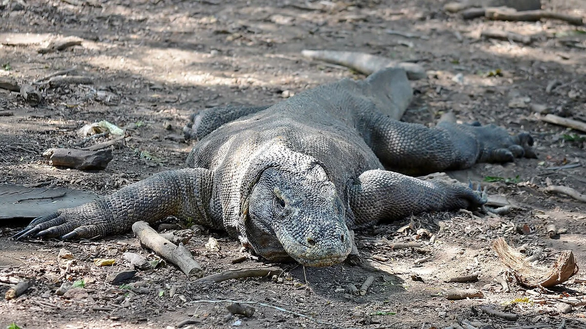 Wild Komodo dragon on Komodo Island, Indonesia